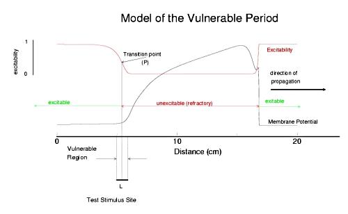 model of cardiac vulnerable period